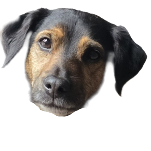 Arrow, a smooth black-and-tan Jack Russell Cross