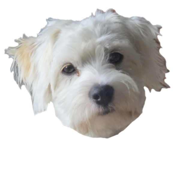 Gobi, a small white Cavapoo puppy