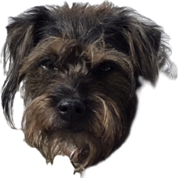 Pixie, a dark scruffy Border Terrier Cross